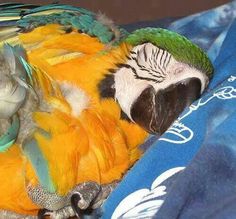 a colorful bird laying on top of a blue blanket