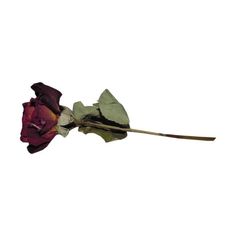 a single red rose on a white background