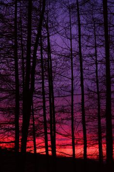 the sun is setting behind some trees in the distance, with purple and pink colors