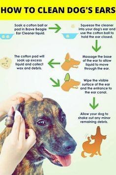 how to clean your dog's ears