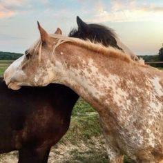 two horses standing next to each other in a field