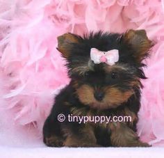 a small dog with a pink bow sitting in front of some fluffy pink flowers