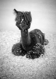 a black llama sitting on the ground with snow all over it's face