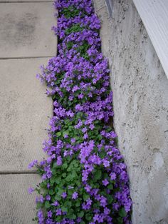 purple flowers are growing on the side of a building