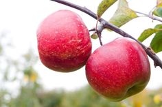 two red apples hanging from a tree branch