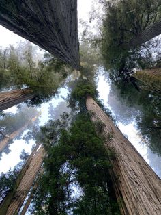 looking up at tall trees in the forest