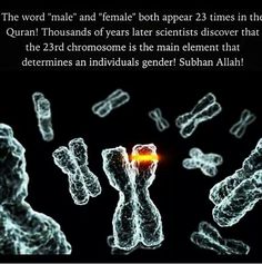 the word male and female both appear 23 times in the quran thousands of years later scientist discovery that