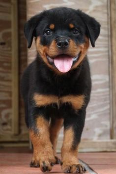 a black and brown dog standing on top of a tile floor next to a wooden door