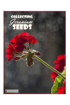 a red flower with the words collecting geranium seeds