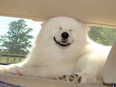 a white polar bear sitting in the back seat of a car