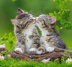 two kittens sitting on top of a tree branch with the caption'un bacio tutto per te '