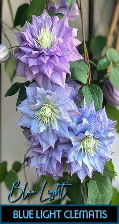 blue and purple flowers with the words blue light clematis