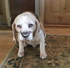 a brown and white dog sitting on top of a rug