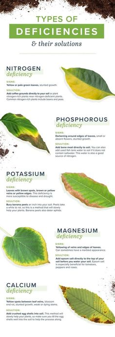 the different types of plants and their leaves are shown in this poster, which is also labeled