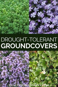 different types of plants with text overlay that says, brought tolerant groundcovers