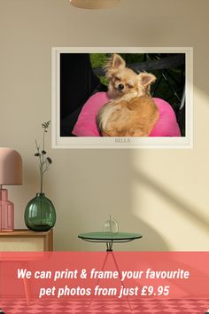 a small dog sitting on top of a pink cushion in front of a framed photo