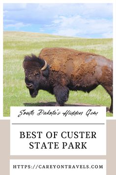 a bison standing on top of a lush green field next to the words best of clusterer state park