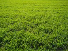 a large field with lots of green grass