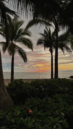 the sun is setting behind some palm trees