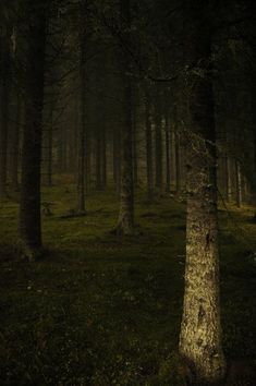 a dark forest filled with lots of trees