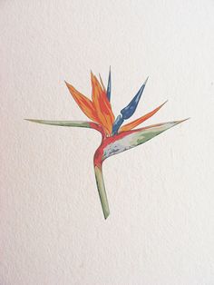 a painting of a bird of paradise on a white paper background with watercolors