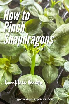 how to pinch snapdragons in the garden with text overlay that reads, how to pinch snapdragons complex taste