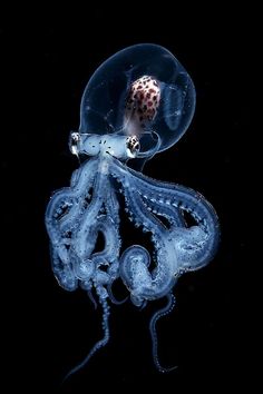 an octopus is sitting in the dark with its head turned to look like it's floating