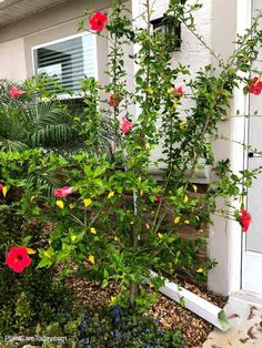 red and yellow flowers growing in front of a house