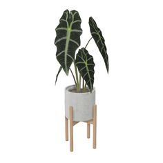 a plant in a white pot with wooden legs on a white background, it looks like a monster's leaf