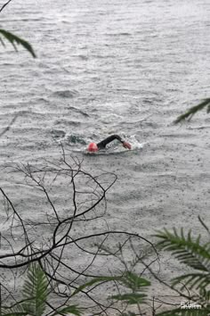 a person swimming in the water near some trees