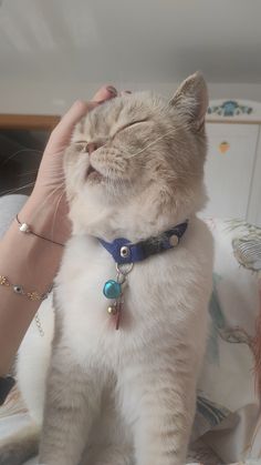 a cat that is laying down with its eyes closed while being petted by someone