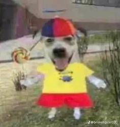 a dog wearing a t - shirt and hat standing in the grass