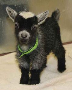 a small black and white goat with a green collar standing on top of a bed