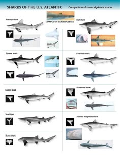 sharks of the u s atlantic are shown in this chart with their names and pictures