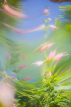 blurry image of pink flowers and green leaves with blue sky in the back ground