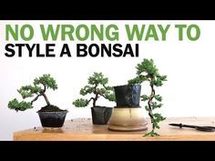 three bonsai trees sitting on top of a table next to each other with the words, no wrong way to style a bonsai