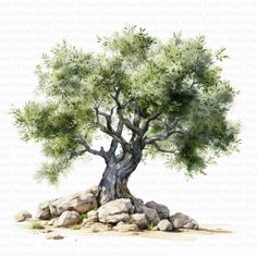 a watercolor painting of an olive tree on rocks