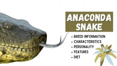 an anaconda snake with the words anaconda snake written below it