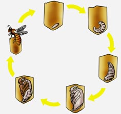 the life cycle of a honeybee is shown in this graphic above it's image