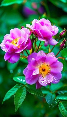 pink flowers with water droplets on them in the middle of green leaves and foliages