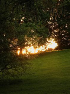 the sun is setting behind some trees on a grassy hill with green grass in front of it