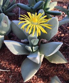 a yellow flower sitting on top of a green leafy plant in the dirt next to other plants