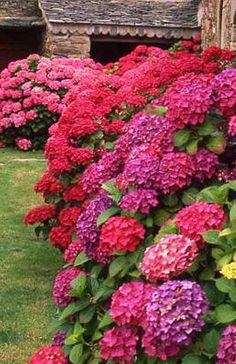 many different colored flowers are growing in the grass