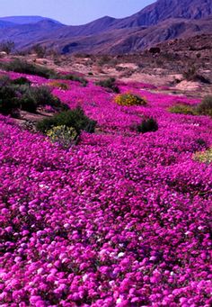 purple flowers in the desert with mountains in the background