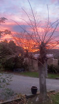 the sun is setting behind a tree with a potted plant in front of it