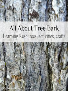 a tree bark with the words all about tree bark learning resources, activities, crafts