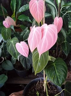 a pink heart shaped plant in a pot