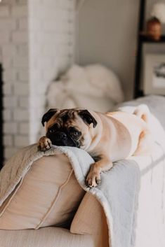 a pug dog laying on the back of a couch