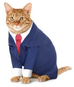 a cat dressed in a suit and tie