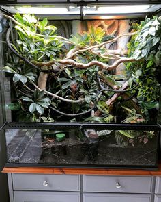 a fish tank filled with lots of plants